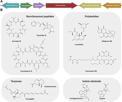 Transcriptional Activation of Biosynthetic Gene Clusters in Filamentous Fungi